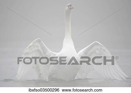 "Mute Swan (Cygnus olor) flapping its wings in the fog, Thuringia, Germany, Europe" View Large Photo Image Stock Photograph - "Mute Swan (Cygnus olor) flapping its wings in the fog, Thuringia, Germany, Europe". Fotosearch
