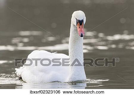 "Mute swan (Cygnus olor) floating on a river, Fuldabrueck, Hesse, Germany, Europe" View Large Photo Image Stock Photograph - "Mute swan (Cygnus olor) floating on a river, Fuldabrueck, Hesse, Germany, Europe". Fotosearch