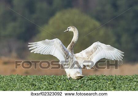 "Mute Swan (Cygnus olor) in a canola field (Brassica napus), Fuldabrueck, Hesse, Germany, Europe" View Large Photo Image Stock Image - "Mute Swan (Cygnus olor) in a canola field (Brassica napus), Fuldabrueck, Hesse, Germany, Europe". Fotosearch