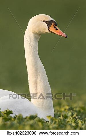 "Mute Swan (Cygnus olor) in a canola field (Brassica napus), Fuldabrueck, Hesse, Germany, Europe" View Large Photo Image Stock Photo - "Mute Swan (Cygnus olor) in a canola field (Brassica napus), Fuldabrueck, Hesse, Germany, Europe". Fotosearch