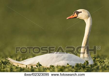"Mute Swan (Cygnus olor) in a canola field (Brassica napus), Fuldabrueck, Hesse, Germany, Europe" View Large Photo Image Stock Photography - "Mute Swan (Cygnus olor) in a canola field (Brassica napus), Fuldabrueck, Hesse, Germany, Europe". Fotosearch