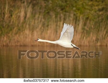 "Mute Swan (Cygnus olor), in flight over a pond, Thuringia, Germany, Europe" View Large Photo Image Stock Photo - "Mute Swan (Cygnus olor), in flight over a pond, Thuringia, Germany, Europe". Fotosearch