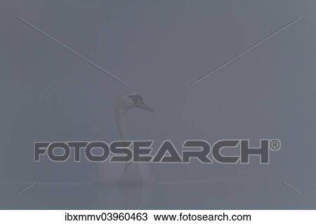 Stock Image - "Mute Swan (Cygnus olor) in fog, Mecklenburg-Western Pomerania, Germany, Europe". Fotosearch