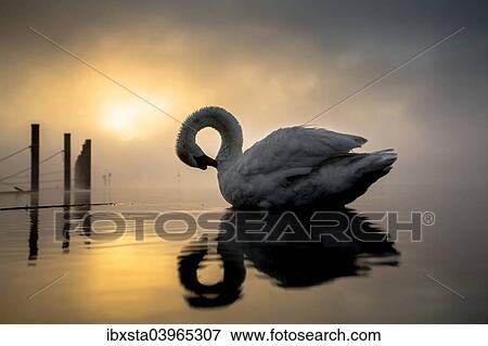 "Mute Swan (Cygnus olor) in morning light and fog, Moos am Bodensee, Baden-Wurttemberg, Germany, Europe" View Large Photo Image Stock Photo - "Mute Swan (Cygnus olor) in morning light and fog, Moos am Bodensee, Baden-Wurttemberg, Germany, Europe". Fotosearch