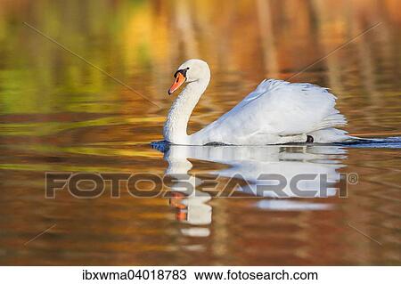 Stock Image - "Mute Swan (Cygnus olor) in the Autumn colored waters, Hesse, Germany, Europe". Fotosearch