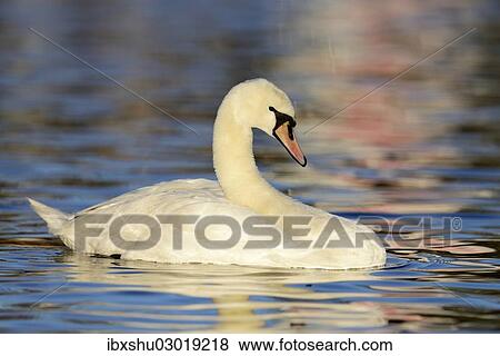 "Mute Swan (Cygnus olor) in the evening light, Cham, Canton of Zug, Switzerland, Europe" View Large Photo Image Stock Photo - "Mute Swan (Cygnus olor) in the evening light, Cham, Canton of Zug, Switzerland, Europe". Fotosearch