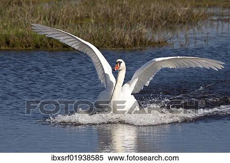 Mute Swan (Cygnus olor) in the splashdown View Large Photo Image Stock Photography - Mute Swan (Cygnus olor) in the splashdown. Fotosearch