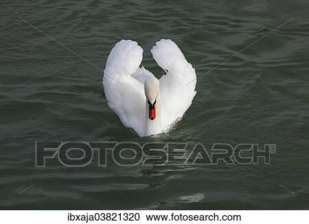 "Mute Swan (Cygnus olor), Lake Constance, Germany, Europe" View Large Photo Image Stock Image - "Mute Swan (Cygnus olor), Lake Constance, Germany, Europe". Fotosearch