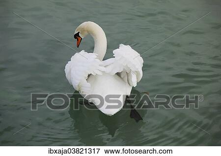"Mute Swan (Cygnus olor), Lake Constance, Germany, Europe" View Large Photo Image Stock Photo - "Mute Swan (Cygnus olor), Lake Constance, Germany, Europe". Fotosearch