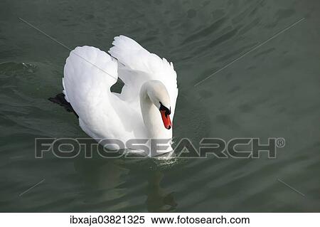 "Mute Swan (Cygnus olor), Lake Constance, Germany, Europe" View Large Photo Image Stock Photography - "Mute Swan (Cygnus olor), Lake Constance, Germany, Europe". Fotosearch