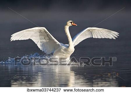 "Mute Swan (Cygnus olor) landing on water, Hesse, Germany, Europe" View Large Photo Image Stock Photo - "Mute Swan (Cygnus olor) landing on water, Hesse, Germany, Europe". Fotosearch