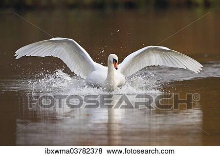 "Mute Swan (Cygnus olor) landing on water, North Hesse, Hesse, Germany, Europe" View Large Photo Image Stock Photo - "Mute Swan (Cygnus olor) landing on water, North Hesse, Hesse, Germany, Europe". Fotosearch