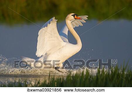 "Mute Swan (Cygnus olor), landing on water, North Hesse, Hesse, Germany, Europe" View Large Photo Image Stock Photograph - "Mute Swan (Cygnus olor), landing on water, North Hesse, Hesse, Germany, Europe". Fotosearch