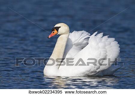 "Mute Swan (Cygnus olor), male, Upper Bavaria, Bavaria, Germany, Europe" View Large Photo Image Stock Photography - "Mute Swan (Cygnus olor), male, Upper Bavaria, Bavaria, Germany, Europe". Fotosearch