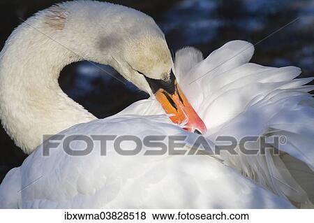 "Mute Swan (Cygnus olor), North Hesse, Hesse, Germany, Europe" View Large Photo Image Stock Photo - "Mute Swan (Cygnus olor), North Hesse, Hesse, Germany, Europe". Fotosearch