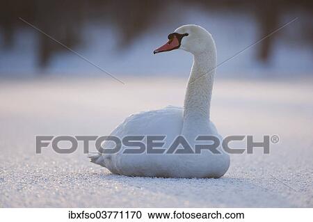 "Mute Swan (Cygnus olor) on a frozen pond, Thuringia, Germany, Europe" View Large Photo Image Stock Image - "Mute Swan (Cygnus olor) on a frozen pond, Thuringia, Germany, Europe". Fotosearch