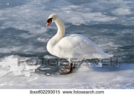 Mute Swan (Cygnus olor) on a frozen river View Large Photo Image Stock Photography - Mute Swan (Cygnus olor) on a frozen river. Fotosearch