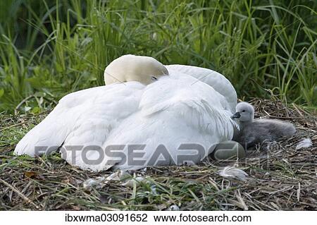 "Mute Swan (Cygnus olor) on the nest with cygnet, North Hesse, Hesse, Germany, Europe" View Large Photo Image Stock Image - "Mute Swan (Cygnus olor) on the nest with cygnet, North Hesse, Hesse, Germany, Europe". Fotosearch