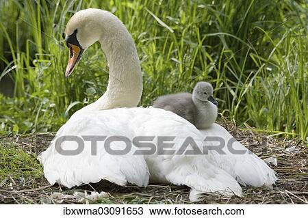 "Mute Swan (Cygnus olor) on the nest with cygnet, North Hesse, Hesse, Germany, Europe" View Large Photo Image Stock Image - "Mute Swan (Cygnus olor) on the nest with cygnet, North Hesse, Hesse, Germany, Europe". Fotosearch