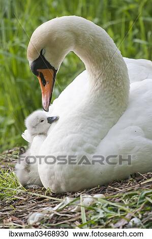 "Mute Swan (Cygnus olor) on the nest with cygnet, North Hesse, Hesse, Germany, Europe" View Large Photo Image Stock Image - "Mute Swan (Cygnus olor) on the nest with cygnet, North Hesse, Hesse, Germany, Europe". Fotosearch