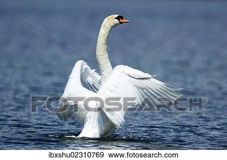 Stock Photo - "Mute Swan (Cygnus olor) shaking wings, Lake Zug, Zug, Switzerland, Europe". Fotosearch