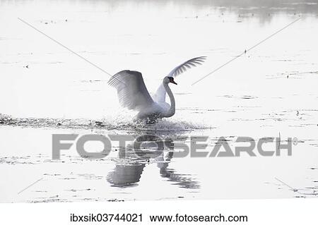 "Mute Swan (Cygnus olor), spread wings, water landing, Federsee lake, near Bad Buchau, Baden-Wurttemberg, Germany, Europe" View Large Photo Image Stock Image - "Mute Swan (Cygnus olor), spread wings, water landing, Federsee lake, near Bad Buchau, Baden-Wurttemberg, Germany, Europe". Fotosearch
