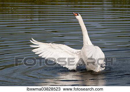 "Mute Swan (Cygnus olor) spreading its wings, North Hesse, Hesse, Germany, Europe" View Large Photo Image Stock Image - "Mute Swan (Cygnus olor) spreading its wings, North Hesse, Hesse, Germany, Europe". Fotosearch