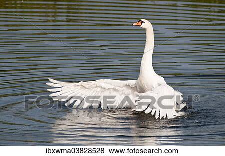 "Mute Swan (Cygnus olor) spreading its wings, North Hesse, Hesse, Germany, Europe" View Large Photo Image Stock Photo - "Mute Swan (Cygnus olor) spreading its wings, North Hesse, Hesse, Germany, Europe". Fotosearch