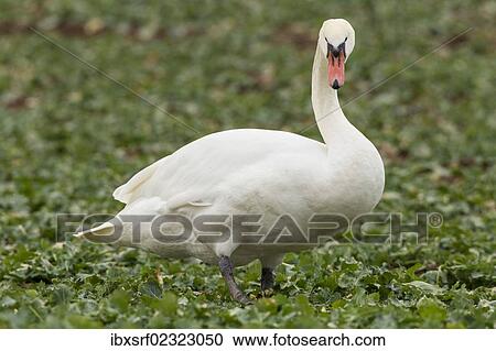 "Mute swan (Cygnus olor) standing in a canola field (Brassica napus), Fuldabrueck, Hesse, Germany, Europe" View Large Photo Image Stock Image - "Mute swan (Cygnus olor) standing in a canola field (Brassica napus), Fuldabrueck, Hesse, Germany, Europe". Fotosearch