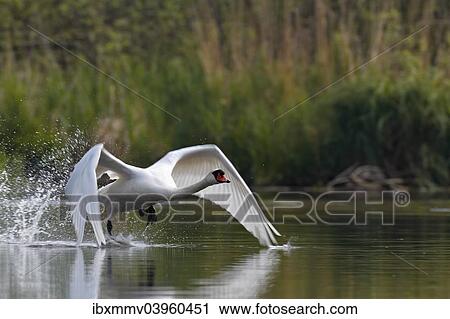 "Mute Swan (Cygnus olor), starting, Mecklenburg-Western Pomerania, Germany, Europe" View Large Photo Image Stock Image - "Mute Swan (Cygnus olor), starting, Mecklenburg-Western Pomerania, Germany, Europe". Fotosearch