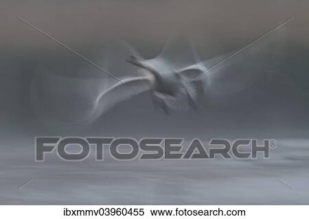 Stock Photography - "Mute Swan (Cygnus olor), starting, morning mist, Mecklenburg-Western Pomerania, Germany, Europe". Fotosearch