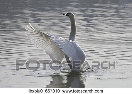 Mute Swan (Cygnus olor) View Large Photo Image Stock Image - Mute Swan (Cygnus olor). Fotosearch