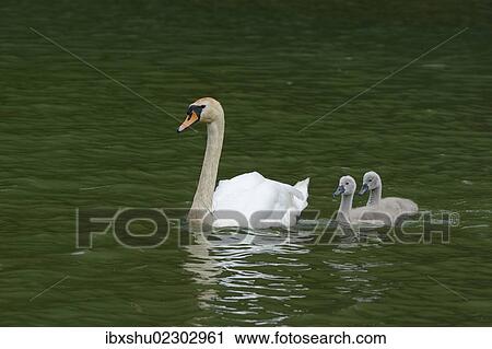 "Mute Swan (Cygnus olor) swimming with two cygnets on Wichelsee lake, Sarnen, Switzerland, Europe" View Large Photo Image Stock Image - "Mute Swan (Cygnus olor) swimming with two cygnets on Wichelsee lake, Sarnen, Switzerland, Europe". Fotosearch
