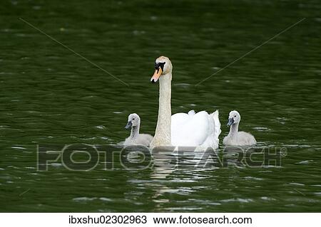 "Mute Swan (Cygnus olor) swimming with two cygnets on Wichelsee lake, Sarnen, Switzerland, Europe" View Large Photo Image Stock Image - "Mute Swan (Cygnus olor) swimming with two cygnets on Wichelsee lake, Sarnen, Switzerland, Europe". Fotosearch