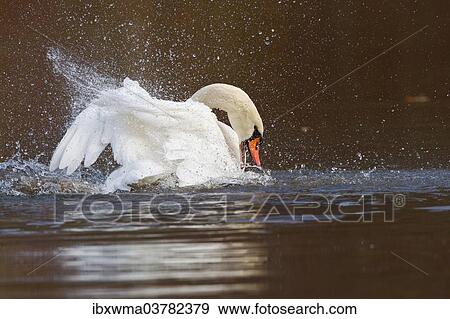 "Mute Swan (Cygnus olor) taking a bath, North Hesse, Hesse, Germany, Europe" View Large Photo Image Stock Photo - "Mute Swan (Cygnus olor) taking a bath, North Hesse, Hesse, Germany, Europe". Fotosearch