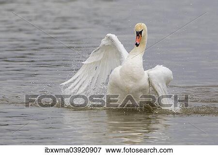 "Mute Swan (Cygnus olor), taking a bath, North Hesse, Hesse, Germany, Europe" View Large Photo Image Stock Photo - "Mute Swan (Cygnus olor), taking a bath, North Hesse, Hesse, Germany, Europe". Fotosearch