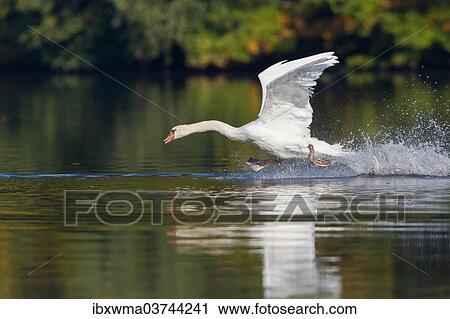 "Mute Swan (Cygnus olor) taking off from water, Hesse, Germany, Europe" View Large Photo Image Stock Image - "Mute Swan (Cygnus olor) taking off from water, Hesse, Germany, Europe". Fotosearch