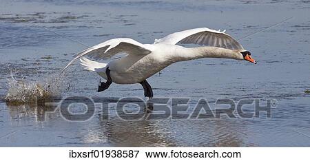 Mute Swan (Cygnus olor) taking off View Large Photo Image Stock Photo - Mute Swan (Cygnus olor) taking off. Fotosearch