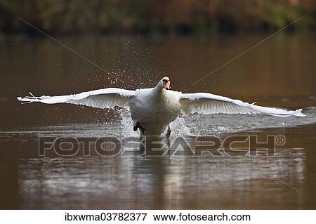 Stock Photo - "Mute Swan (Cygnus olor) taking off from water, North Hesse, Hesse, Germany, Europe". Fotosearch