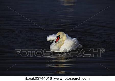 "Mute Swan (Cygnus olor), territorial behaviour, Federsee lake, near Bad Buchau, Baden-Wurttemberg, Germany, Europe" View Large Photo Image Stock Photograph - "Mute Swan (Cygnus olor), territorial behaviour, Federsee lake, near Bad Buchau, Baden-Wurttemberg, Germany, Europe". Fotosearch