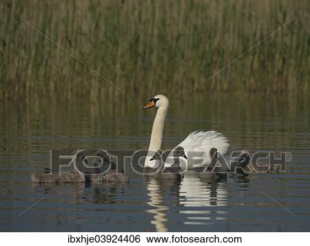 Stock Photograph - "Mute Swan (Cygnus olor) with chicks, Mecklenburg-Western Pomerania, Germany, Europe". Fotosearch