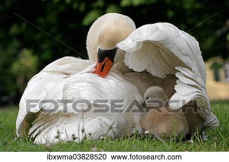 Stock Image - "Mute Swan (Cygnus olor) with cygnets, North Hesse, Hesse, Germany, Europe". Fotosearch