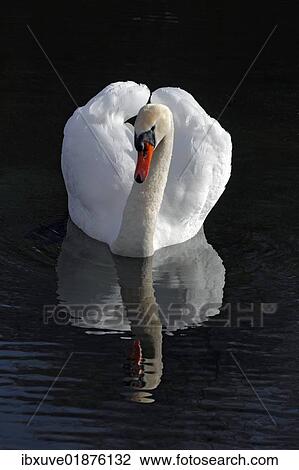 Mute Swan (Cygnus olor) with reflection in water View Large Photo Image Stock Image - Mute Swan (Cygnus olor) with reflection in water. Fotosearch