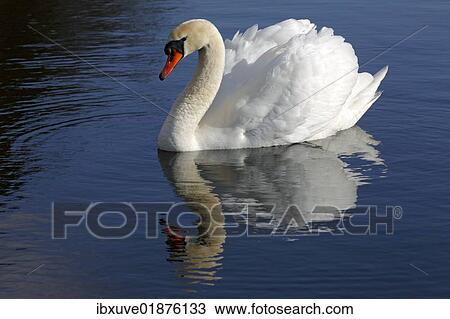 Mute Swan (Cygnus olor) with reflection in water View Large Photo Image Stock Image - Mute Swan (Cygnus olor) with reflection in water. Fotosearch