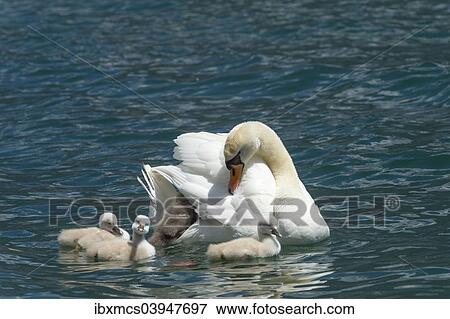"Mute Swan (Cygnus olor) with young, Lake Garda, Italy, Europe" View Large Photo Image Stock Photo - "Mute Swan (Cygnus olor) with young, Lake Garda, Italy, Europe". Fotosearch