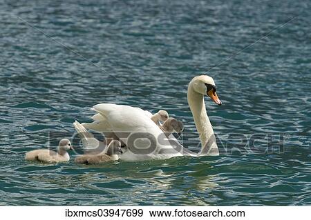"Mute Swan (Cygnus olor) with young, Lake Garda, Italy, Europe" View Large Photo Image Stock Photo - "Mute Swan (Cygnus olor) with young, Lake Garda, Italy, Europe". Fotosearch