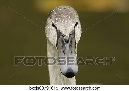 "Mute Swan (Cygnus olor), young bird, portrait, Bergisches Land, Germany, Europe" View Large Photo Image Stock Photography - "Mute Swan (Cygnus olor), young bird, portrait, Bergisches Land, Germany, Europe". Fotosearch