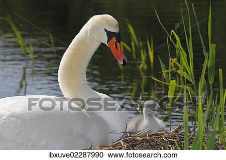 Stock Image - "Mute Swan with cygnet (Cygnus olor) on nest, Germany, Europe". Fotosearch