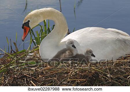 "Mute Swan with cygnets (Cygnus olor) on nest, Germany, Europe" View Large Photo Image Stock Photo - "Mute Swan with cygnets (Cygnus olor) on nest, Germany, Europe". Fotosearch