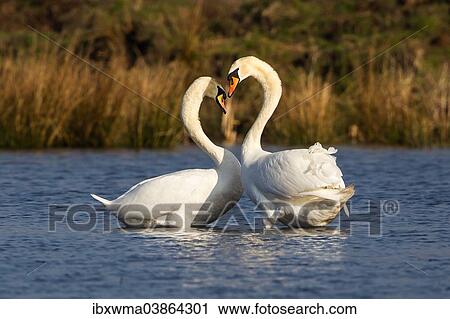 "Mute swans (Cygnus olor), courtship, Rieselfelder Munster, North Rhine-Westphalia, Germany, Europe" View Large Photo Image Stock Image - "Mute swans (Cygnus olor), courtship, Rieselfelder Munster, North Rhine-Westphalia, Germany, Europe". Fotosearch